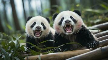 photo of heart-melting two Pandas with an emphasis on expression of love. Generative AI