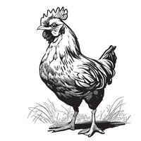 Hen standing sketch hand drawn in doodle style Vector illustration