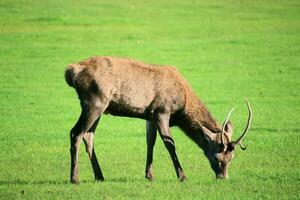 A view of a Red Deer in the Cheshire Countryside on a sunny day photo