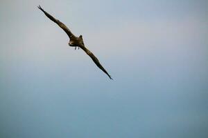 A view of a Red Kite photo