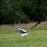 A view of a White Stork photo