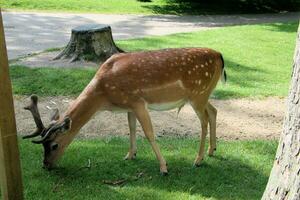 A view of a Fallow Deer in the Cheshire Countryside photo