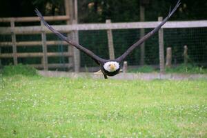 A view of an American Bald Eagle photo