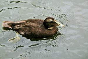 un ver de un Pato en el agua foto