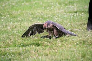 A view of a Lanner Falcon photo