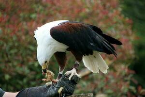 A view of an African Sea Eagle photo