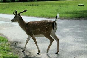 A view of a Fallow Deer in the Cheshire Countryside photo