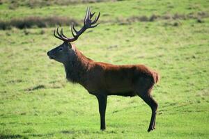 A view of a Red Deer in the Cheshire Countryside on a sunny day photo