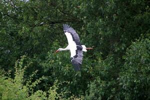 A view of a White Stork photo