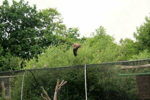 A view of a Red Kite photo