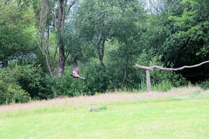 A view of a Red Kite photo