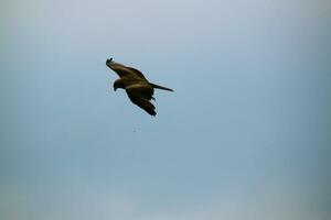 A view of a Red Kite photo