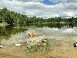 A view of the Lake District at Tarn Howes photo