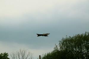 A view of a Red Kite photo