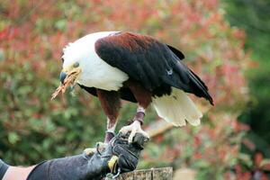 A view of an African Sea Eagle photo