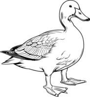 Realistic Duck Vector Illustration Hand Drawn Animal Drawing