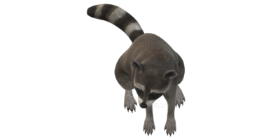 Raccoon isolated on a Transparent Background png