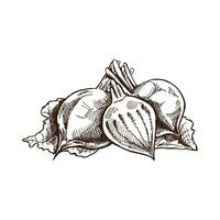 Hand-drawn beet illustration in sketch style. Vector  vegetables. Vintage doodle illustration. Sketch for cafe menus and labels. The engraved image. Harvesting.