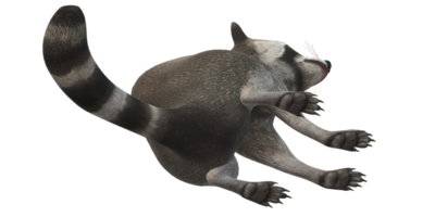 Waschbär isoliert auf ein transparent Hintergrund png