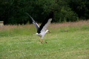 A view of a White Stork photo