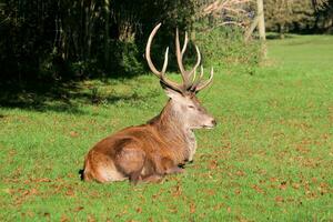 A view of a Red Deer in the Cheshire Countryside on a sunny day photo