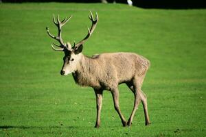 A view of a Red Deer in the Cheshire Countryside on a sunny day photo