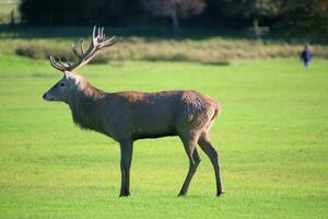 A view of a Red Deer in the Cheshire Countryside on a sunny day photo