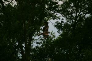 A view of a Red Kite photo