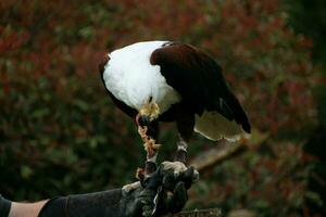 A view of an African Sea Eagle photo