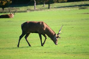 A view of a Red Deer in the Cheshire Countryside on a sunny day photo