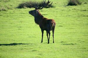 A view of a Red Deer in the Cheshire Countryside on a sunny day photo