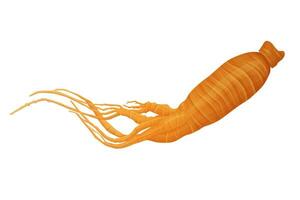 Fresh Ginseng root vector illustration isolated on white background.Vector eps 10.