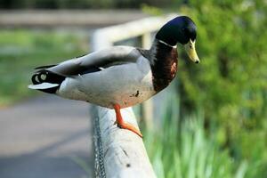 A view of a Mallard Duck photo