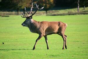 A view of a Red Deer in the Cheshire Countryside on a sunny day photo