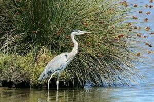 A view of a Grey Heron photo