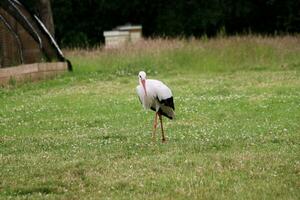 A view of a White Stork photo