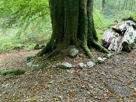 un ver de el norte Gales campo cerca lyn mawr en Snowdonia foto