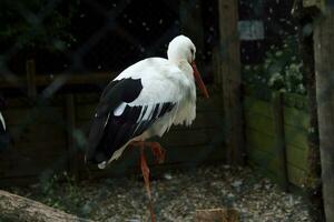 A view of a White Stork photo