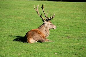 A view of a Red Deer in the Cheshire Countryside on a sunny day photo