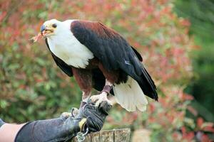 A view of an African Sea Eagle photo
