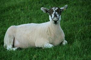 A view of a Sheep in a meadow photo