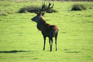 A view of a Red Deer in the Cheshire Countryside on a sunny day photo