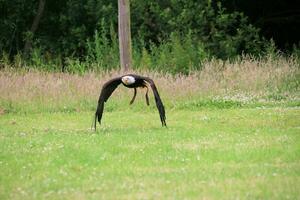 A view of an American Bald Eagle photo