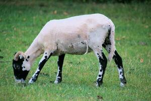 A view of a Sheep in a meadow photo
