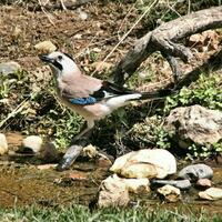 A view of a Jay photo