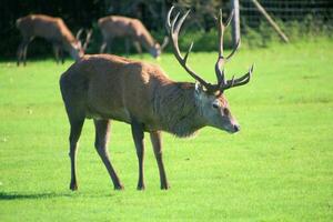 A view of a Red Deer in the Cheshire Countryside on a sunny day photo