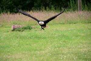 A view of an American Bald Eagle photo