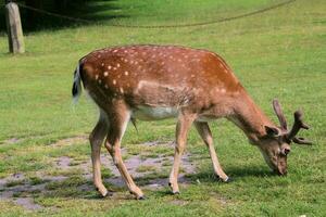 A view of a Fallow Deer in the Cheshire Countryside photo