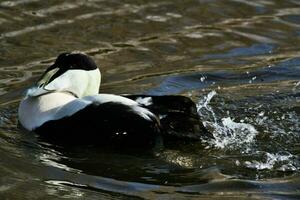 un ver de un eider Pato foto