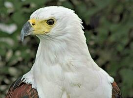 una vista de un águila calva foto